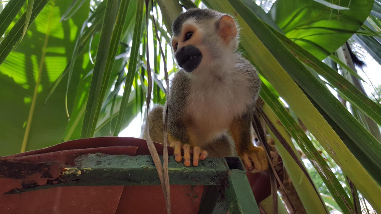 מנואל אנטוניו La Posada Jungle Hotel מראה חיצוני תמונה