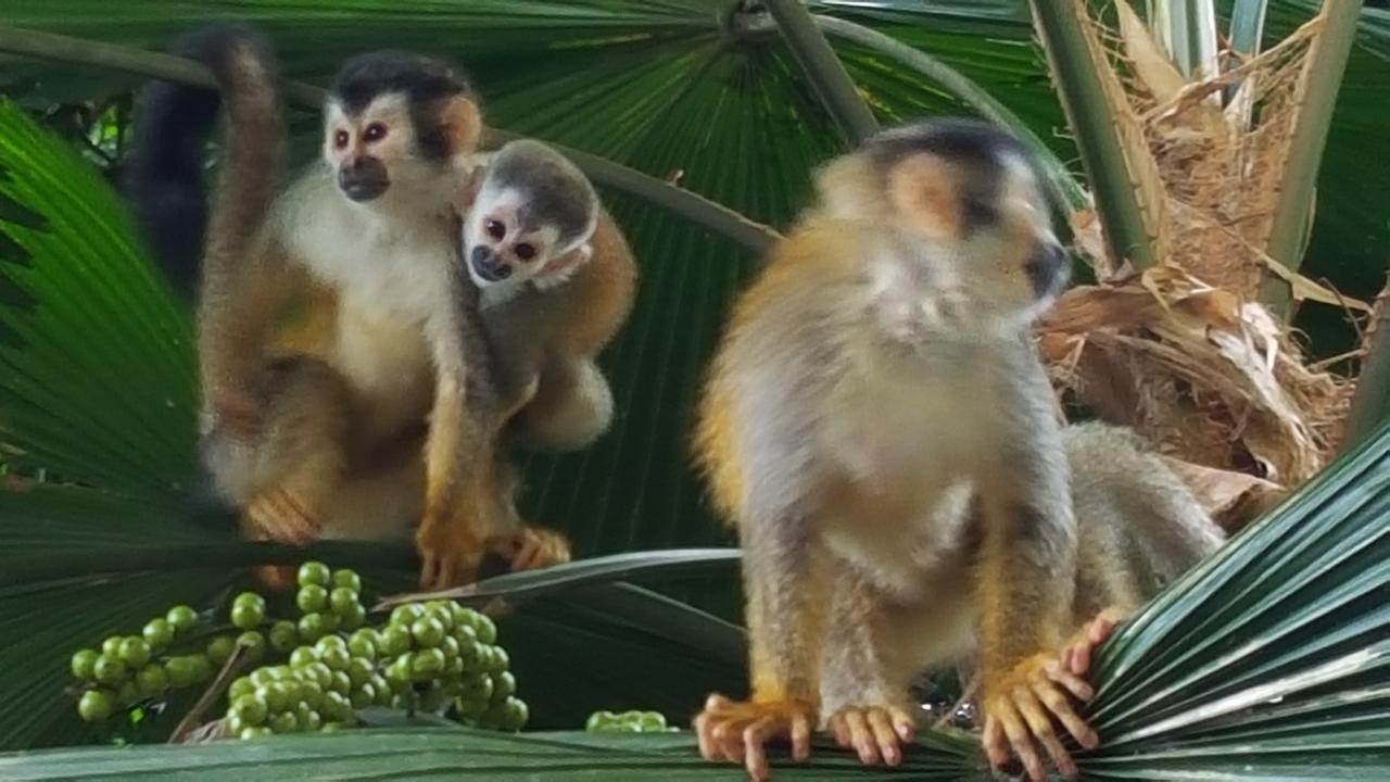 מנואל אנטוניו La Posada Jungle Hotel מראה חיצוני תמונה